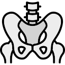 pelvis icon