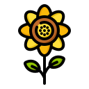 girasol