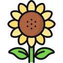 girasol icon