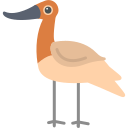 avoceta 