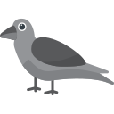krähe 