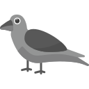 krähe 