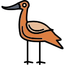 avoceta 