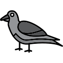 krähe 