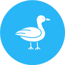 gaviota icon