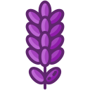 lavanda 