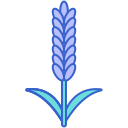 lavanda 