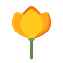 California poppy 