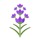 lavanda icon