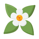 Plumeria icon