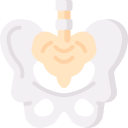 pelvis