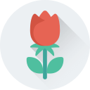 rosa roja icon