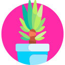 yucca 