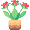 Kalanchoe icon