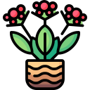 Kalanchoe icon