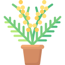 mimosa icon