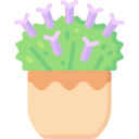 lavanda icon