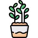 planta de jade icon