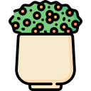 cuenta de coral icon