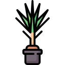 Dracaena