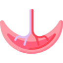 placenta icon