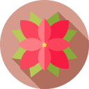 poinsettia 