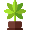 Dracaena icon