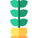 zamioculcas icon