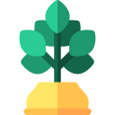 ficus icon