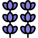 lavanda