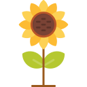 girasol