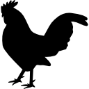 gallo 