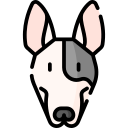 Bull terrier 