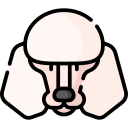 caniche 