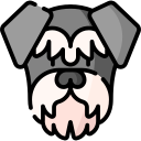 Schnauzer 