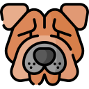 shar pei 