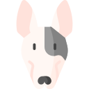 Bull terrier 