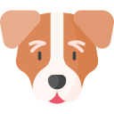 jack russell terrier 