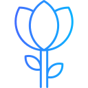 Tulip