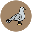 gaviota icon