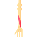 extensor largo del dedo gordo 
