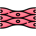 cellule musculaire icon