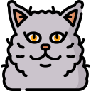 gato selkirk rex icon