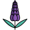 lavanda 