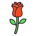 rosa 