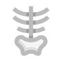 pelvis icon