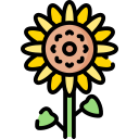 girasol