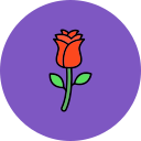 rosa 