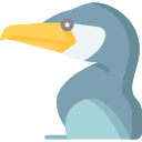 cormorán 