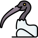 ibis icon